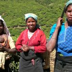 Teepflückerinnen, Nuwara Eliya. Foto: HG Pictures