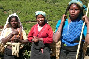 Teepflückerinnen, Nuwara Eliya. Foto: HG Pictures