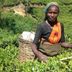 Teepflückerin, Nuwara Eliya. Foto: HG Pictures